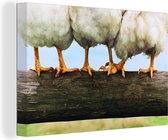 Canvas Schilderij Foto kippenpoten afdruk - 90x60 cm - Wanddecoratie