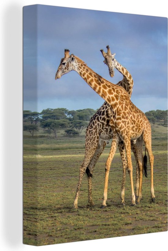 Spelende giraffes Canvas 20x30 cm - Foto print op Canvas schilderij (Wanddecoratie)