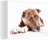 Canvas Schilderij Liggende hond fotoprint - 60x40 cm - Wanddecoratie