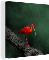 Canvas Schilderij Rode ibis op een boomtak - 50x50 cm - Wanddecoratie