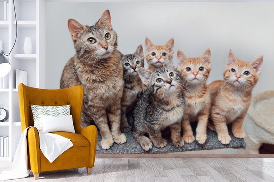 Papier peint photo peint photo vinyle - Chatons curieux largeur 330 cm x hauteur 220 cm - Tirage photo sur papier peint (disponible en 7 tailles)