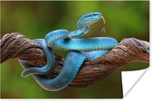 Poster Serpent bleu vif dans un arbre - 30x20 cm