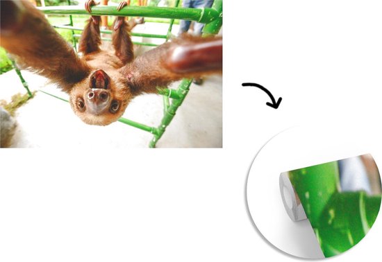 Papier peint photo peint vinyle - Un drôle de paresseux saisit la caméra largeur 390 cm x hauteur 260 cm - Tirage photo sur papier peint (disponible en 7 tailles)