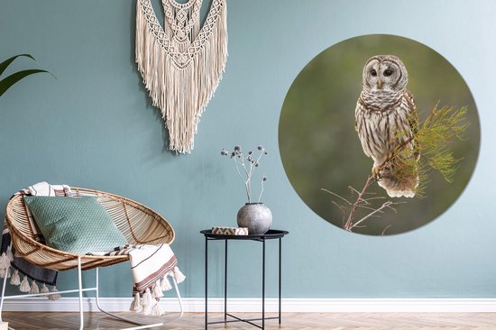 WallCircle - Wall Circle - Wall Circle Indoor - Hibou - Vogel - Branche - 140x140 cm - Décoration murale - Peintures Ronds