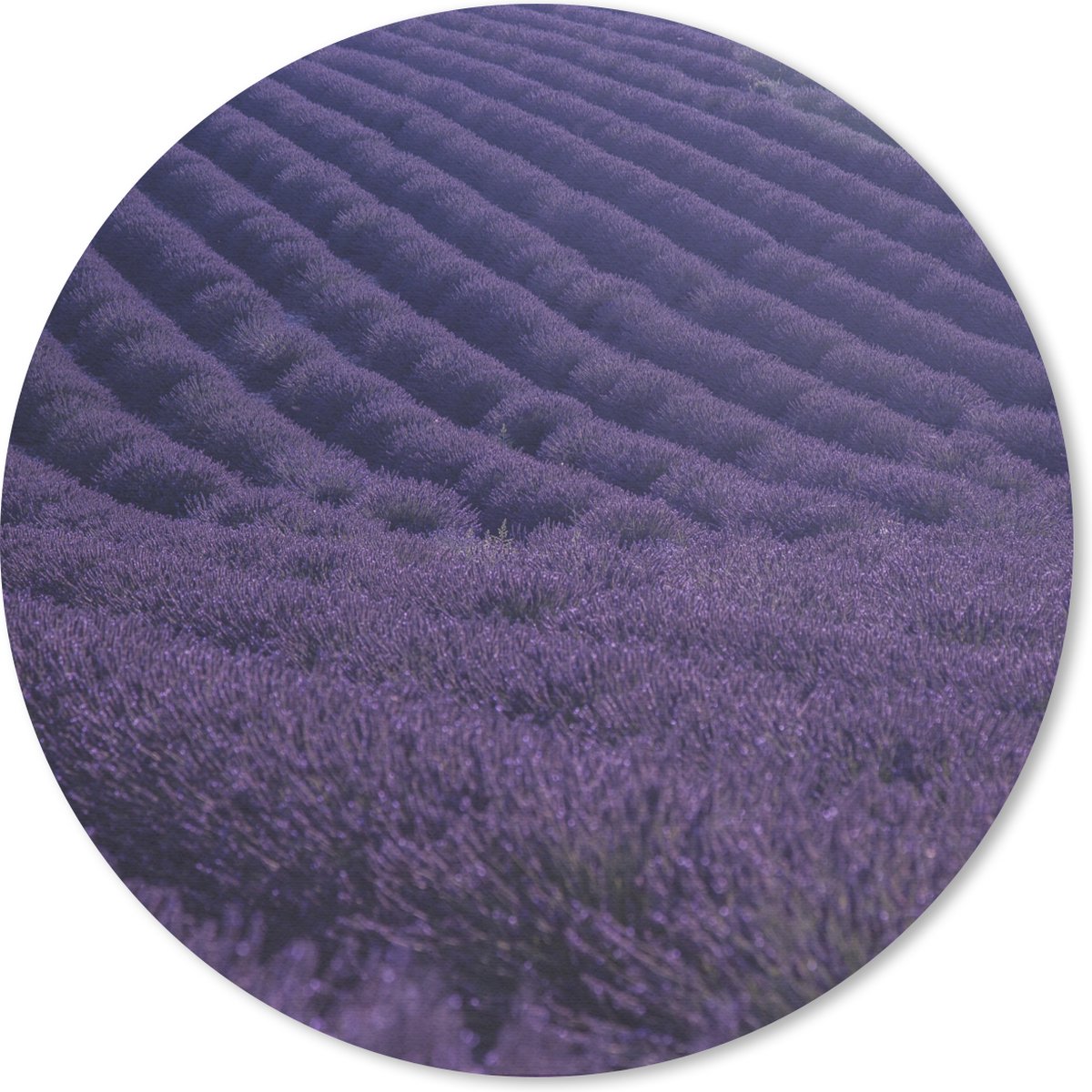 Muismat rond 20x20 cm - Mousepad Bloeiende lavendelveld op golvende heuvels - Ronde muismatten