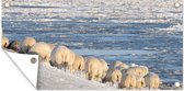Tuinposter Schaap - Waddeneilanden - Zee - 80x40 cm - Wanddecoratie Buiten - Tuinposter - Tuindoek - Schuttingposter - Tuinschilderij
