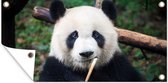 Schuttingposter Panda - Bamboe - Natuur - 200x100 cm - Tuindoek