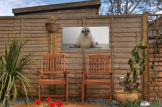 Affiche de jardin Phoque - Animaux - Enfant - Garçons - Filles - Enfants - 60x30 cm - Toile jardin - Affiche extérieure