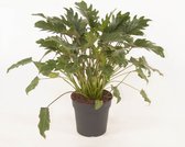 Kamerplant van Botanicly – Roze prinses – Hoogte: 60 cm – Philodendron Xanadu