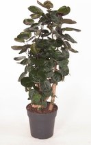 Kamerplant van Botanicly – Polyscias – Hoogte: 110 cm – Polyscias Fabian