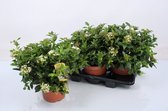 Fruitgewas van Botanicly – Sneeuwbal – Hoogte: 50 cm – Viburnum Tinus Bush