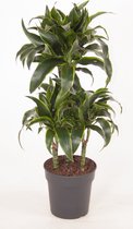 Kamerplant van Botanicly – Drakenboom – Hoogte: 80 cm – Dracaena derem. Dorado