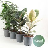 Kamerplanten van Botanicly – 4 × verschillende berkenvijgen – Hoogte: 45 cm – Ficus mix