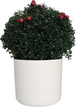 Hellogreen Kamerplant - Ilex Crenata - Japanse Kerst Hulst - 45 cm - ELHO B.For Soft Rond Wit