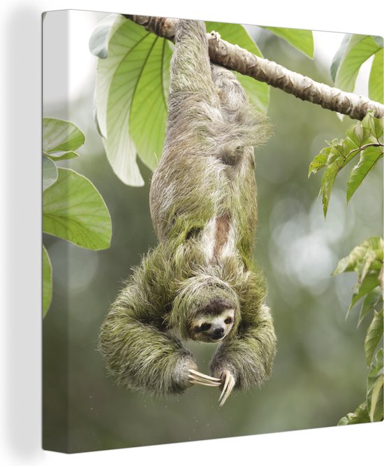 Peinture sur toile Un paresseux accroché dans les arbres à l'envers - 20x20 cm - Art Décoration murale
