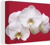 Canvas Schilderij Witte orchidee op rood - 80x60 cm - Wanddecoratie