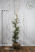 10 stuks | Leylandii conifeer Kluit 100-125 cm - Zeer winterhard - Geschikt in kleine tuinen - Snelle groeier