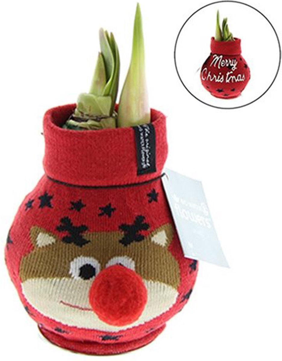Wax Amaryllis Fashionz Xmas Rendier | Prachtige Wax Amaryllis voor in huis |