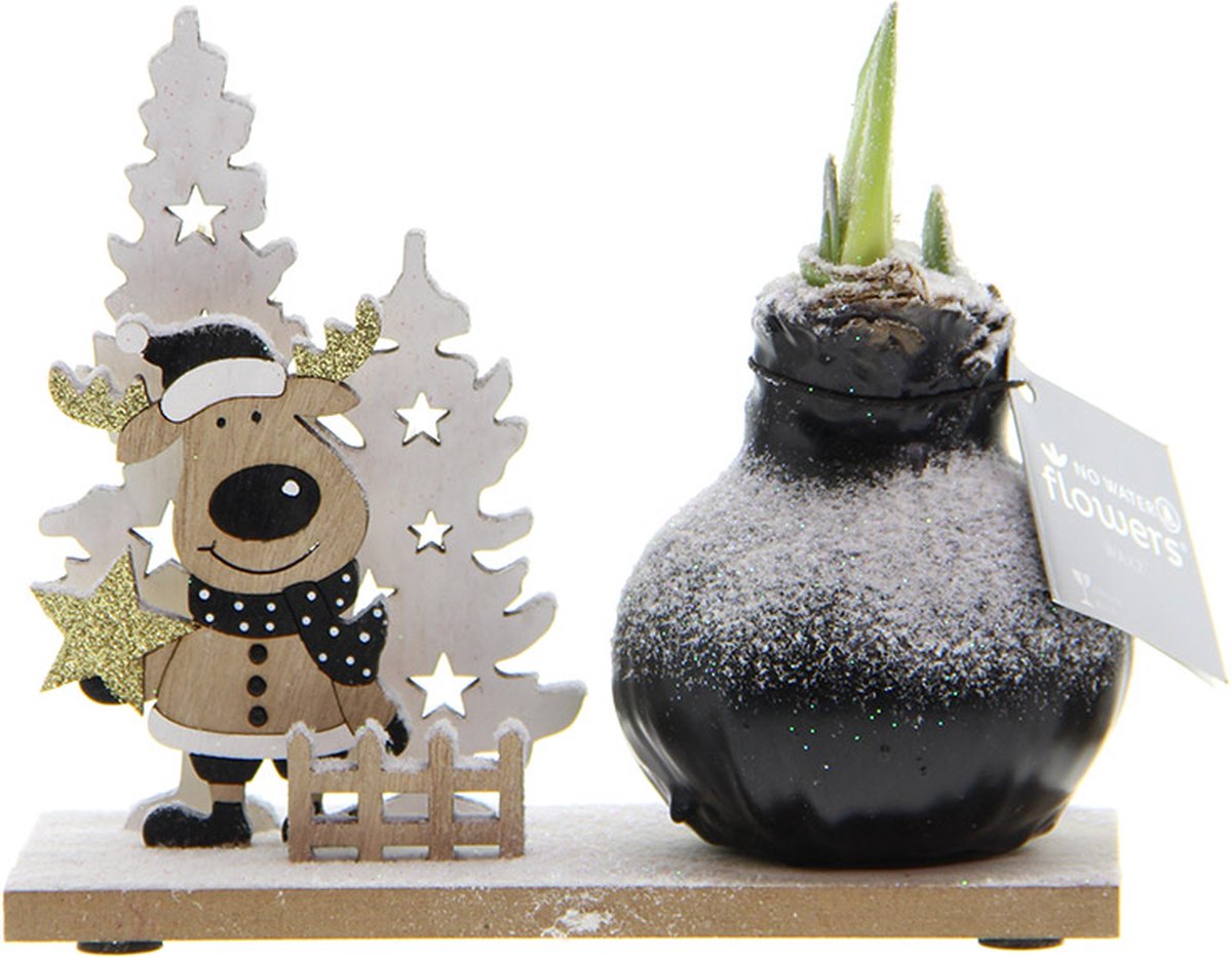 Wax Amaryllis Snow Wonderland Rudolph | Prachtige Wax Amaryllis voor in huis |