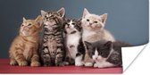 Poster Kittens - Blauw - Roze - Meisjes - Kinderen - Jongens - Kind - 120x60 cm