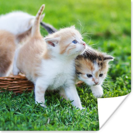 Poster Kittens - Kat - Mand - Meisjes - Kinderen - Jongens - Kids - 50x50 cm