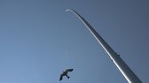 Ketrop Black Hawk Kite vogelverschrikker 8,5 meter ALUMINIUM