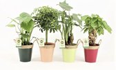 Tropic Mix in Zink met Touw ↨ 30cm - 4 stuks - hoge kwaliteit planten