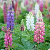 Lupine Russell Hybrids | 6 stuks | Bijen- en vlinderplant | Bijentuin | Wortelstok | Snijbloem | verwilderend | winterhard | 100% Bloeigarantie | QFB Gardening