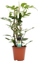 Hellogreen Kamerplant - Philodendron Minima - 70 cm