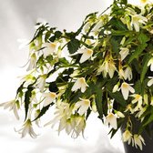 Begonia boliviensis Santa Barbara | 3 stuks | Knol | Geschikt voor in Pot | Wit | Prachtige Knolbegonia | Begonia