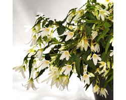 Begonia boliviensis Santa Barbara | 3 stuks | Knol | Geschikt voor in Pot | Wit | Prachtige Knolbegonia | Begonia