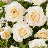 3x Rosa hybride "True love" | Rozenstruik winterhard | Wit-crème bloemen | Grootbloemig | Blote wortel planten | Leverhoogte 25-40cm