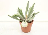 Kamerplant van Botanicly – Cotyledon orbiculata Silver Peak – Hoogte: 25 cm