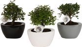 Bonsai van Botanicly – 3 × Bonsai Mix – Hoogte: 35 cm