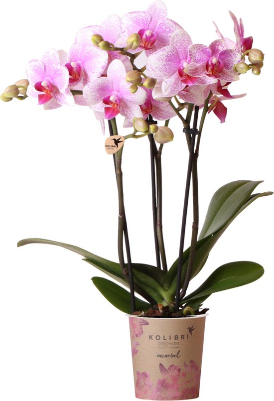 Kolibri Orchids | Roze Phalaenopsis orchidee - Mineral Rotterdam - potmaat Ø9cm | bloeiende kamerplant - vers van de kweker