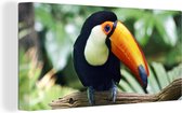 Peinture sur toile Un toucan regarde d'une branche - 80x40 cm - Art Décoration murale