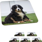 Onderzetters voor glazen - Super schattige Berner Sennenhond puppy - 10x10 cm - Glasonderzetters - 6 stuks
