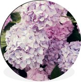 WallCircle - Wandcirkel - Muurcirkel - Roze hortensia - Aluminium - Dibond - ⌀ 60 cm - Binnen en Buiten