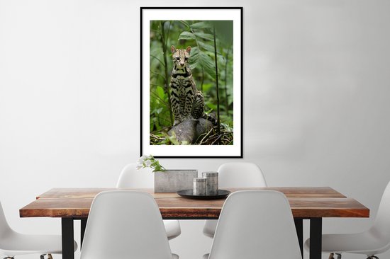 Affiche avec cadre Ocelot du Costa Rica - 60x90 cm