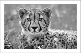 Walljar - Cheetah - Dieren poster