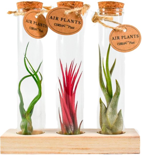 3x Tillandsia in glas met kurk - Mix van luchtplantjes - Rood-groen-grijs  -... | bol.com