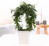 Jasmijn incl. sierpot wit - Jasminum polyanthum - Bloeiende kamerplant - Terrasplant - Balkonplant - ↑40-45cm - Ø13cm