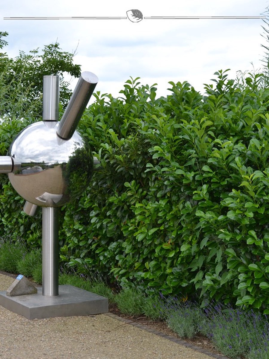 Laurier Prunus Rotundifolia 100-120 cm in Pot, 40x Haagplant