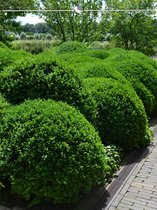 Buxus sempervirens 30-40 cm in Pot, 200x Haagplant