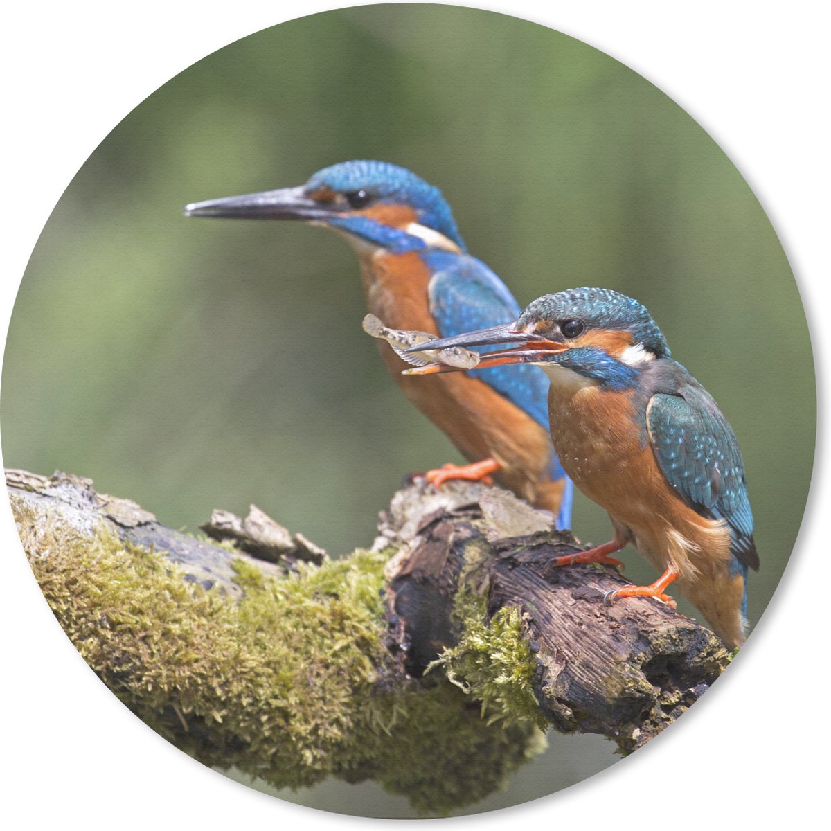 Muismat rond 40x40 cm - Mousepad IJsvogels - Vis - Tak - Ronde muismatten