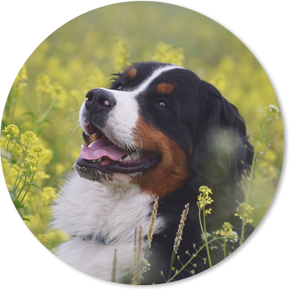 Muismat rond 30x30 cm - Mousepad Een Berner Sennenhond tussen de gele bloemen - Ronde muismatten
