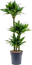 Kamerplant van Botanicly – Drakenboom – Hoogte: 100 cm – Dracaena fragrans Green Jewel