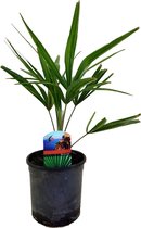 Kamerplant van Botanicly – Chinese Waaierpalm – Hoogte: 35 cm – Trachycarpus Fortunei