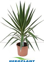 Kamerplant van Botanicly – Palmlelie – Hoogte: 100 cm – Yucca