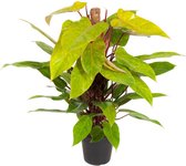 Kamerplant van Botanicly – Philodendron Painted Lady – Hoogte: 80 cm
